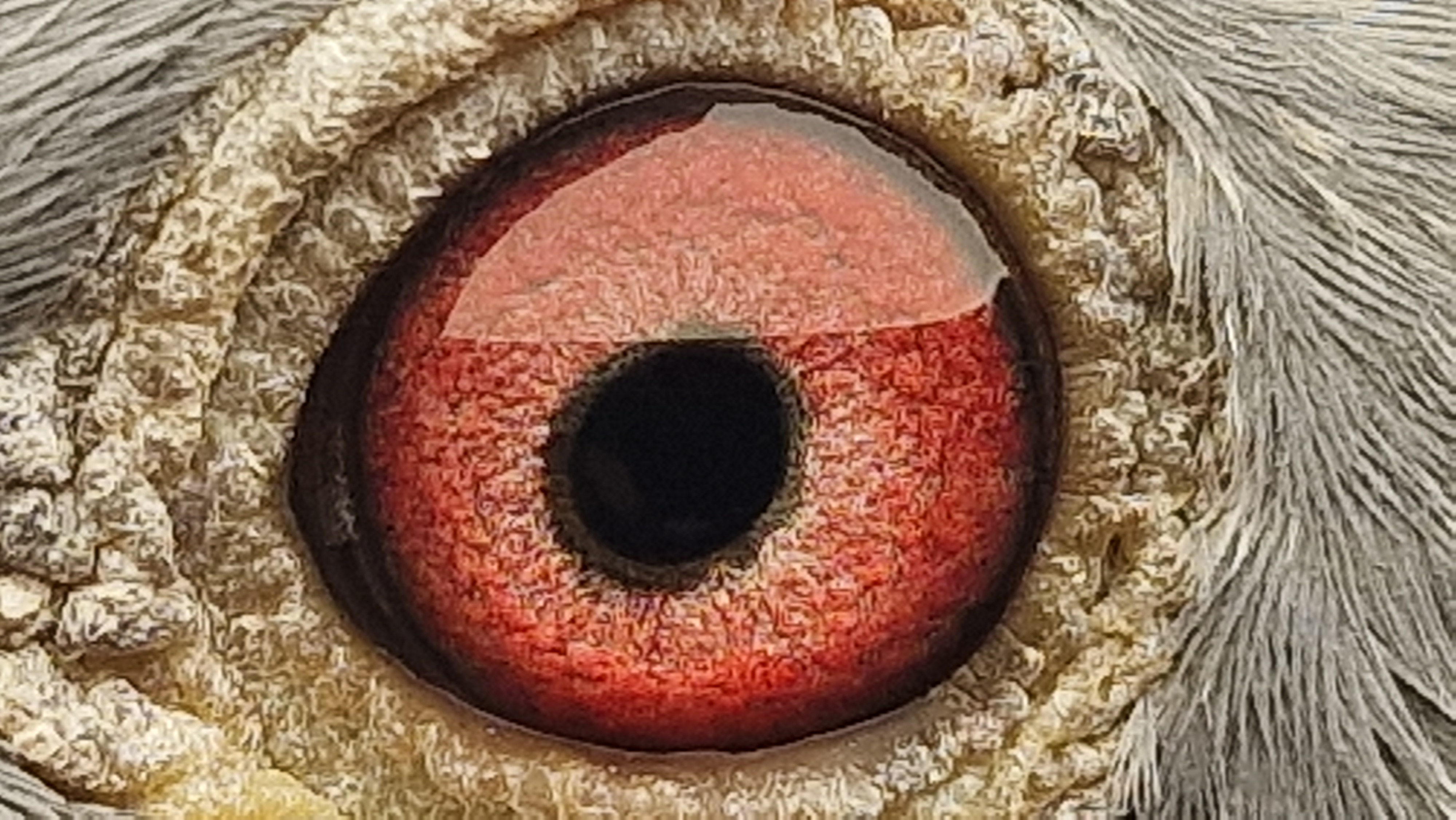 Pigeon eye